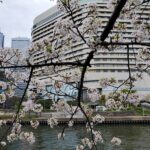 第二寝屋川の堤防沿い　満開の桜